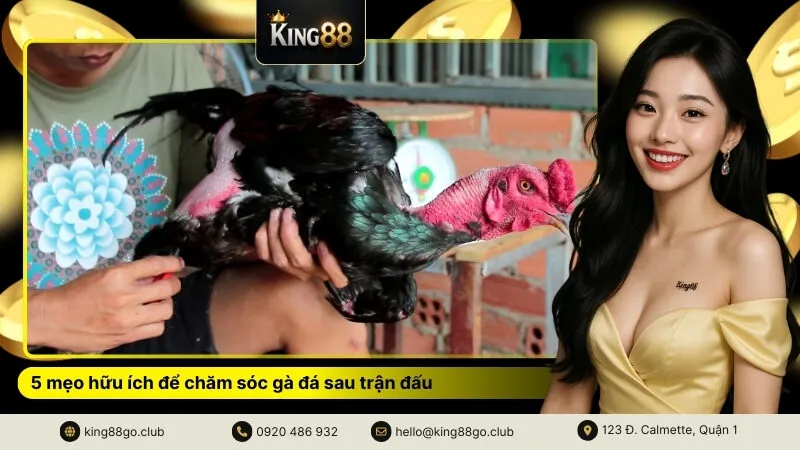 5 mẹo hữu ích để chăm sóc gà đá sau trận đấu