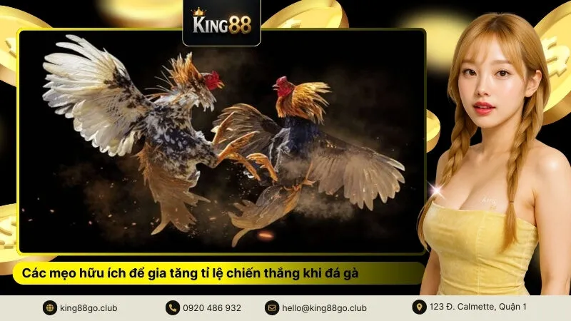 Các mẹo hữu ích để gia tăng tỉ lệ chiến thắng khi đá gà