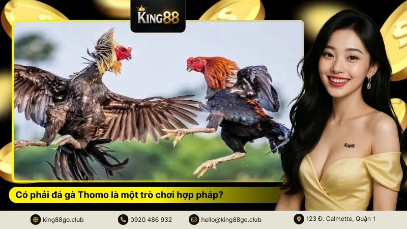 Có phải đá gà Thomo là một trò chơi hợp pháp