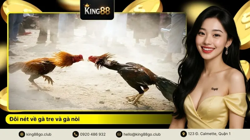 Đôi nét về gà tre và gà nòi