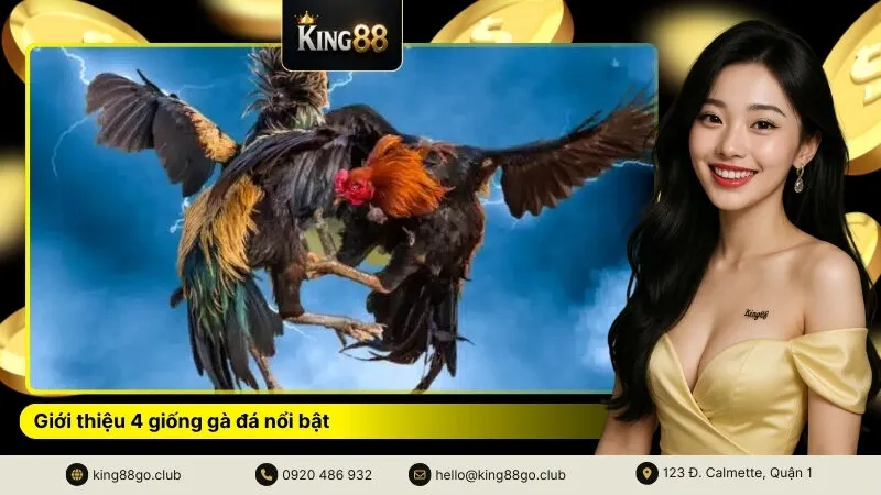 Giới thiệu 4 giống gà đá nổi bật