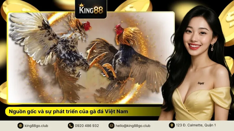 Nguồn gốc và sự phát triển của gà đá Việt Nam