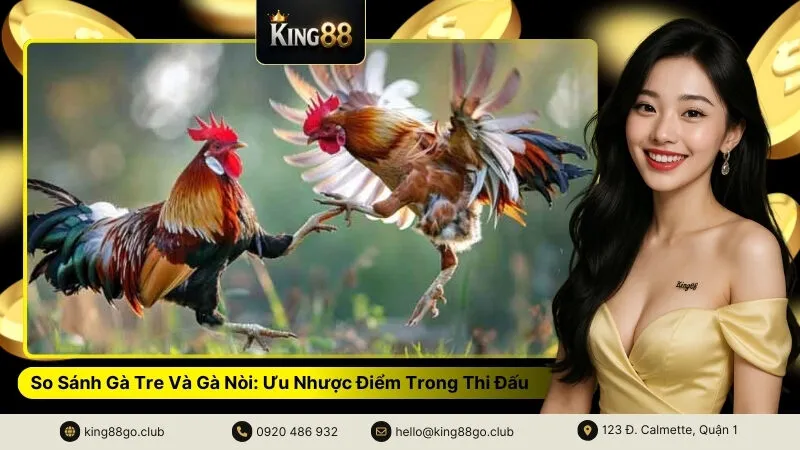 So Sánh Gà Tre Và Gà Nòi Ưu Nhược Điểm Trong Thi Đấu