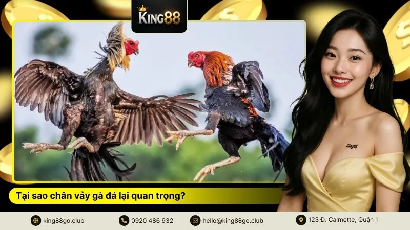 Tại sao chân vảy gà đá lại quan trọng